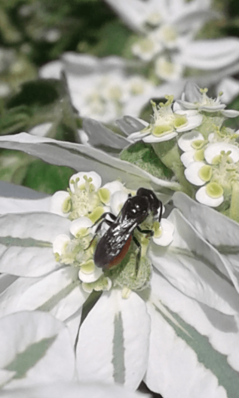Apidae Halictinae : Sphecodes sp.?  Sì